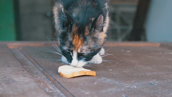 Hungry Homeless Nursing Three-color Mother Cat Eating Bread on the Street alt