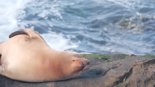Young Seal Sleeping Sea Lion Calf Resting Rocky Ocean Beach