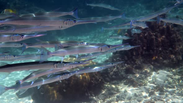 School of Reef Needlefish or Belonidae Hunting on a Coral Reef alt