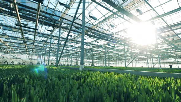 Modern Greenhouse with Growing Tulips in It. Flower Growing in Greenhouse alt