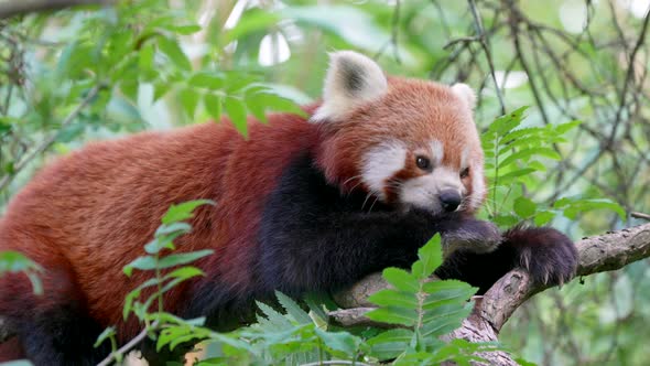 Close up of wild Red Panda or Red Bear Cat perched on branch of tree and cleaning,licking paws alt
