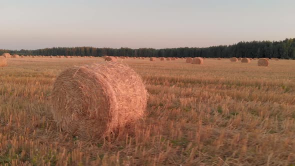 Rolls of Straw Lying on Stubble alt