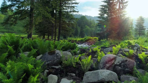 Fresh Fern Grove and a Clean Mountain River Shining at Dawn. Warm Morning Sun Softly Illuminating alt