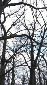 Vertical Video of the Forest with Trees Without Leaves Slow Motion alt