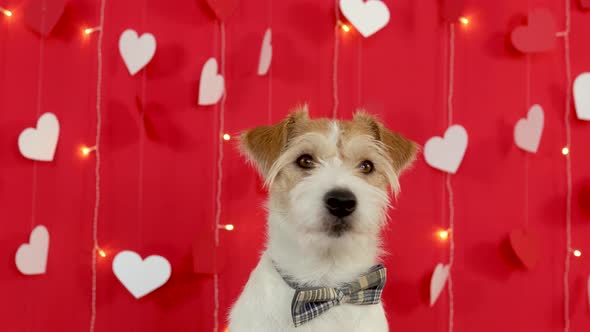Portrait of a dog of breed Jack Russell Terrier with a bow tie around his neck alt