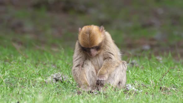 Young barbary ape eating plant alt