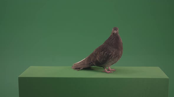 Elite Pigeon Professionally Kisses A Camera Isolated On Chromakey Background alt
