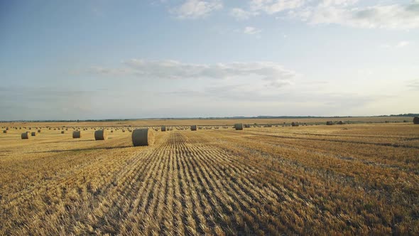 Great Background of Haystacks on a Spacious Wheat Field on a Sunny Summer Day alt