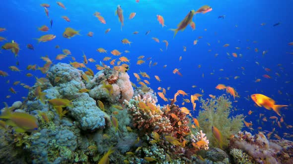 Underwater Tropical Seascape, Stock Footage | VideoHive