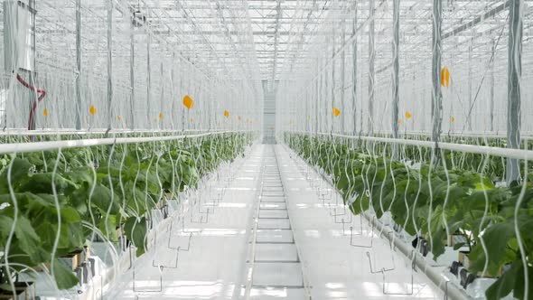 Rows Large Greenhouse Farmland with Cultivate Vegetables Indoors  alt