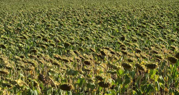 field of sunflowers during dryness, Allier department in Auvergne, France alt