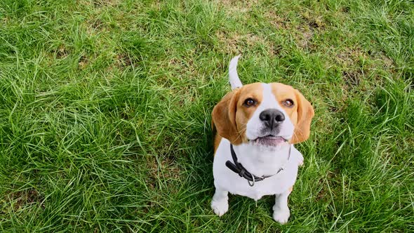 Dog Beagle Sitting at Grass in a Green Park and Barks alt