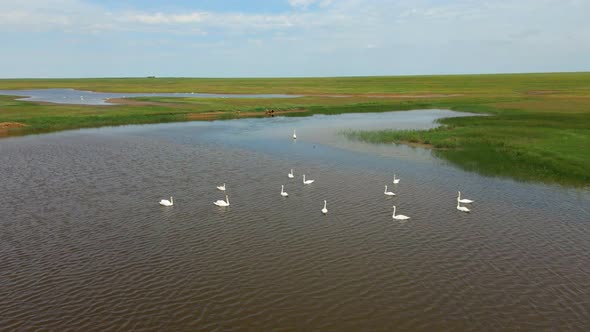 Flock of Wild Swans on the Lake at Horizonless Plain