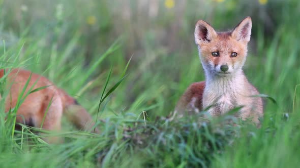 Red fox cubs play in the tall grass. Vulpes