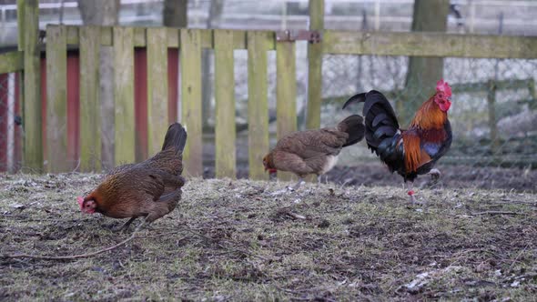 Two Chicken and a Rooster Outdoor in a Frozen Garden Slowmo