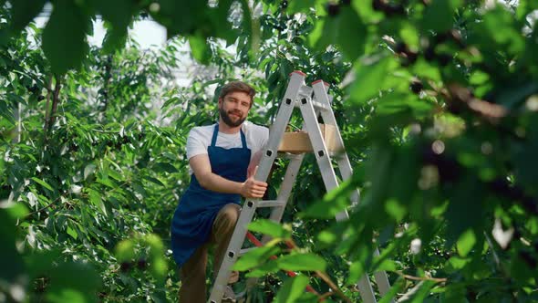 Man Garden Worker Posing on Green Big Berry Plantation Sunny Warm Summer Day alt