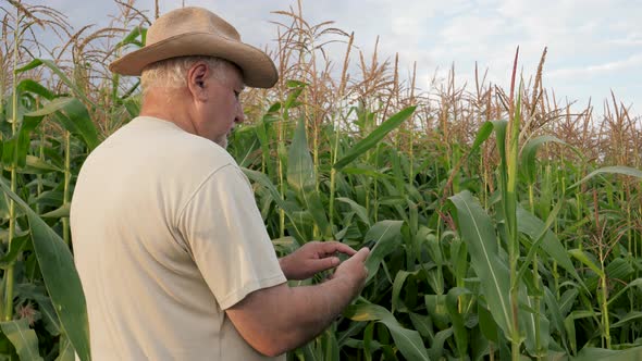 Farmer Near Cornfield Uses Smartphone To Control Crop With Modern Technologies alt