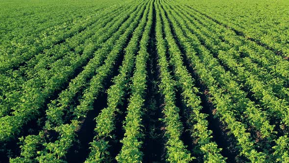 Large Field with Green Plants Growing on It in Rows alt