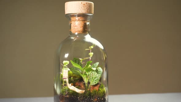 Glass Bottle Florarium Vase with Different Type of Plants Inside