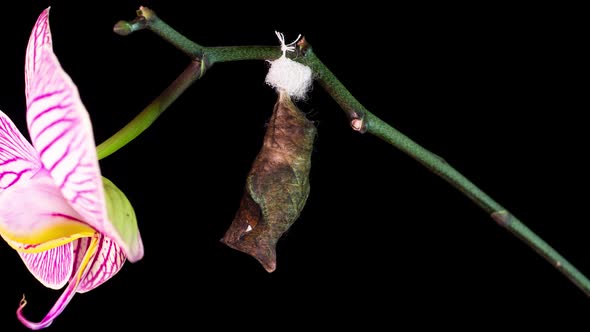 the Process of Emergence of Owl Butterfly From the Pupa Time Lapse the Butterfly Is Born From the alt