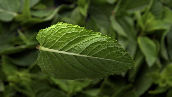 Top View of the Mint Leaf Falling Toward To Mint Leafs Background