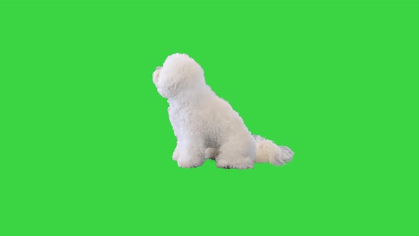 Bichon Frise Sitting and Turning His Head on a Green Screen Chroma Key
