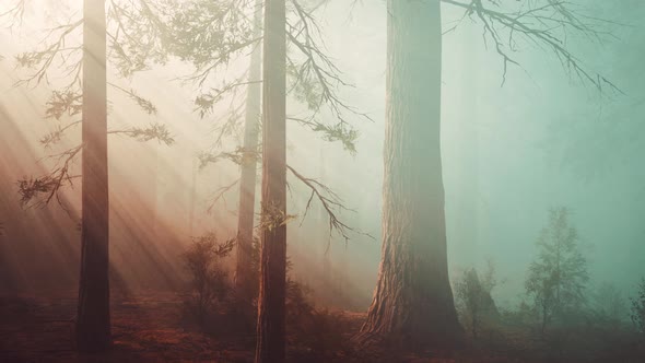 Sun Rays Deep in the Forest in Spring alt