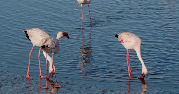 Flamingos are walking near the shore and pecking the water to find food, 4k alt