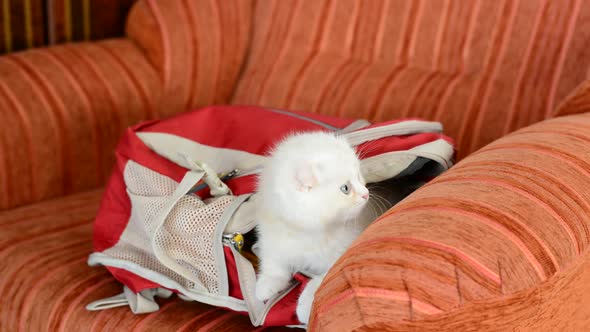 Naughty Kitten Playing with Backpack