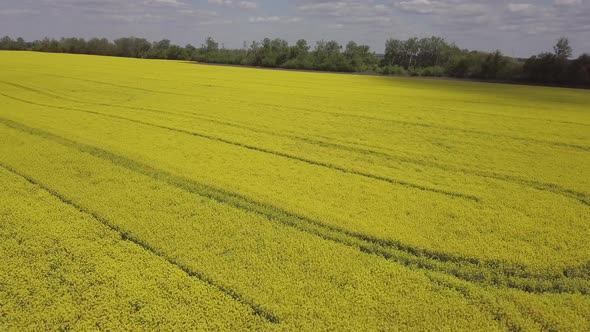 Colorful Yellow Spring Crop of Canola Rapeseed or Rape Viewed From Above