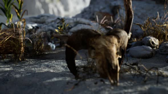Skull of a Dead Ram in the Desert alt