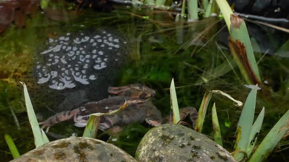 British Common Frog,Laid Frogs Spawn And Protecting Guarding.Pond Frog alt