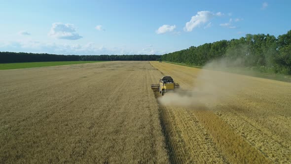 Aerial Drone Footage. Following Combine Harvester Gathers the Wheat. Harvesting Grain Field alt