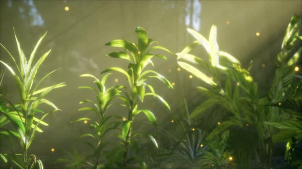 Fog Over the River in the Early Morning on an Summer Day alt