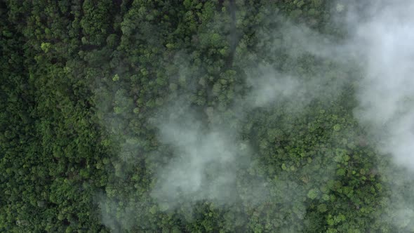 Top view with drone there is a winding road In the middle of the forest. alt