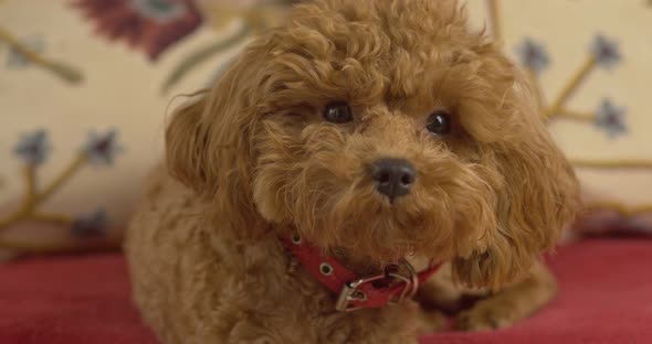 A dog, a poodle breed, sits on a couch and looks.