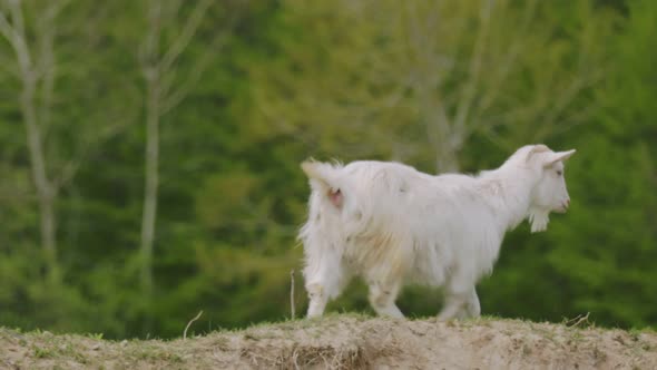 Domestic Goat Grazes on the Lawn alt