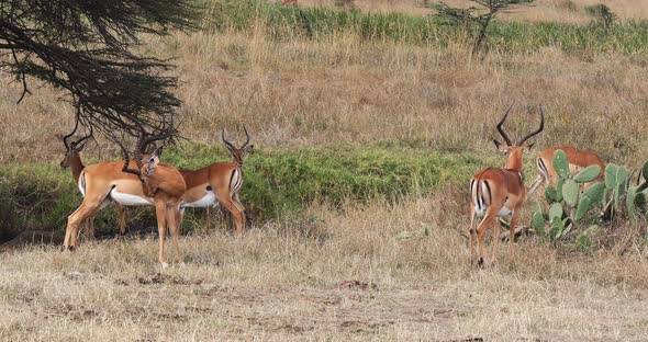 Impala, aepyceros melampus, Group of Males walking in Savannah, Nairobi Park in Kenya, Real Time 4K alt