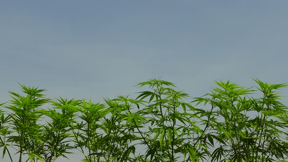 Cannabis nursery farm  in outdoor weather close-up shot on leaves copy space