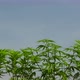 Cannabis nursery farm  in outdoor weather close-up shot on leaves copy space - VideoHive Item for Sale