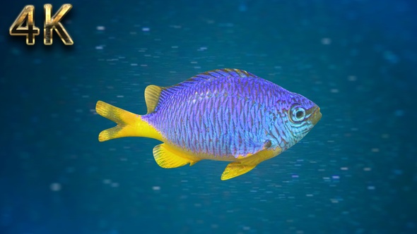 Fish V07 - 4K alt
