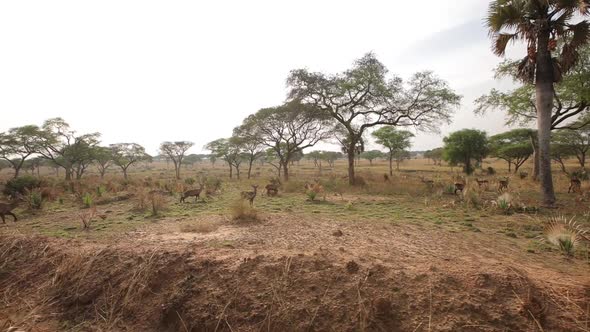 Many Impalas Deers Jumping in African Prairie with Trees on Background