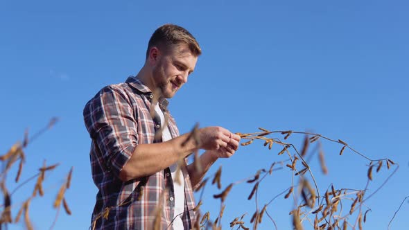 Young Farmer in the Middle of a Soybean Field Examines the Stems of a Mature Plant alt