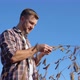 Young Farmer in the Middle of a Soybean Field Examines the Stems of a Mature Plant - VideoHive Item for Sale