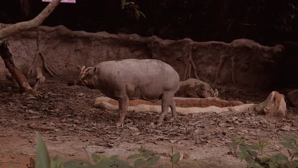 Babirusa In His Habitat Enclosure In A Popular Public Zoo