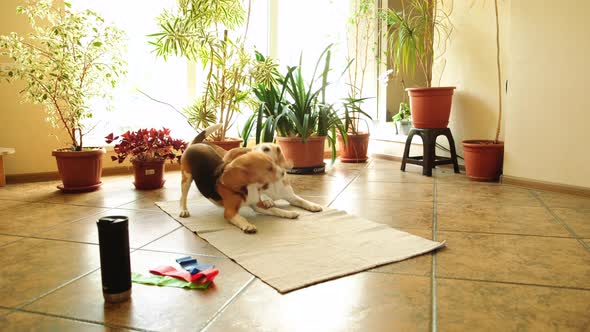 Two Beagles Play on the Sports Mat of the Owner of the House