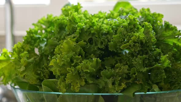 Freshly Washed Green Kale Leaves in Kitchen alt