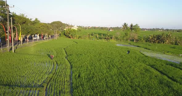 Aerial drone view of a farmer in rice paddy fields local farming alt