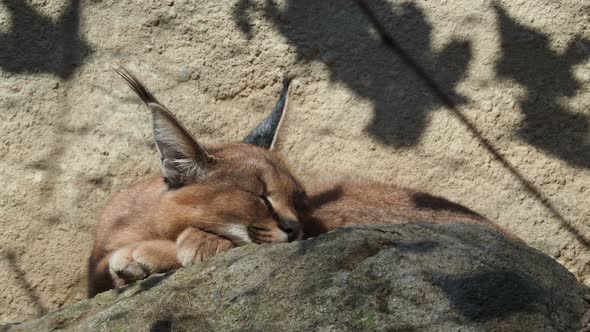 Desert cat Caracal (Caracal caracal) or African lynx with long tufted ears