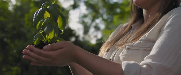 Woman holding basil plant sapling with beautiful sunset light in the background alt